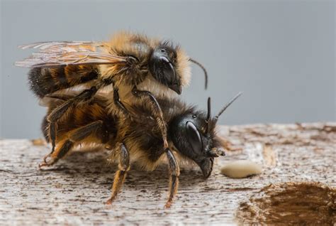 do bees like music in a way that humans do