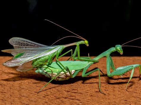 Why Do Praying Mantises Dance? An Insight into Their Unique Behavior